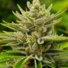 Sour Diesel Auto-Flowering Cannabis Seeds | Sour Diesel Strain | The Seed Fair