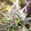 Sour Kush AutoFlower Seeds | Sour Kush Feminized Strain | The Seed Fair