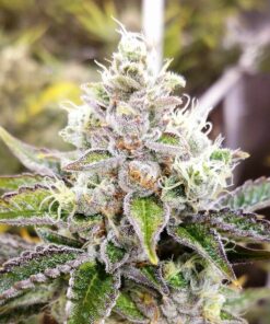 Sour Kush AutoFlower Seeds | Sour Kush Feminized Strain | The Seed Fair