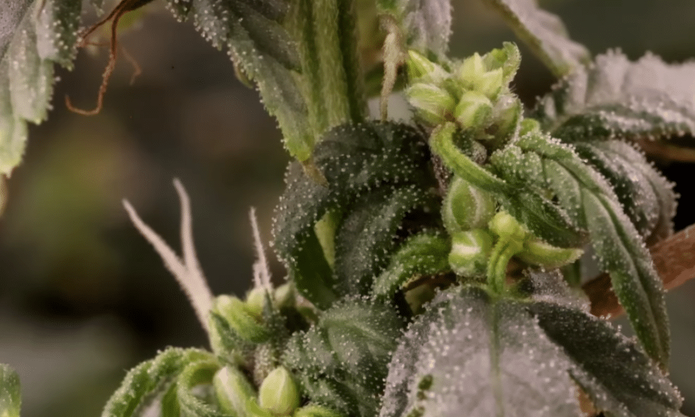 männliche vs. weibliche Pflanzen: frühes Zeichen einer Cannabis-Hermaphroditin