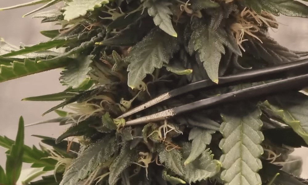 cannabis hermies and removing pollen sacs