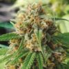 CBD Strawberry 1 to 15 Feminized Cannabis Seeds | CBD Strawberry | The Seed Fair