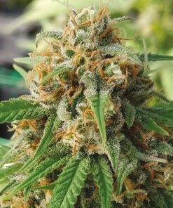 CBD Strawberry 1 to 15 Feminized Cannabis Seeds | CBD Strawberry | The Seed Fair