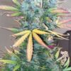 Strawberry Cough Seeds | Strawberry Cough Strain Feminized | The Seed Fair