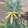 Strawberry Cough Seeds | Strawberry Cough Strain Feminized | The Seed Fair