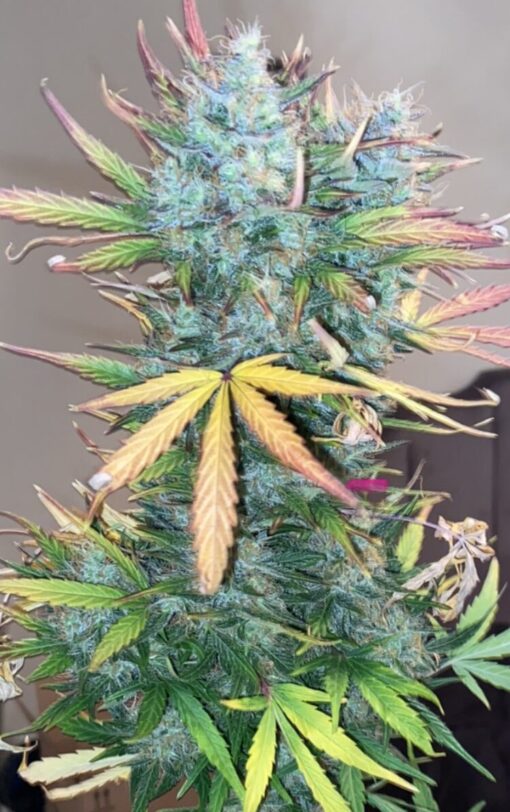 Strawberry Cough Seeds | Strawberry Cough Strain Feminized | The Seed Fair