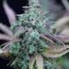 Strawberry Cheese Auto-Flowering Cannabis Seeds | Strawberry Cheese | The Seed Fair