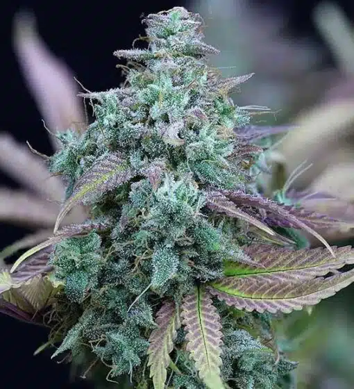 Strawberry Cheese Auto-Flowering Cannabis Seeds | Strawberry Cheese | The Seed Fair