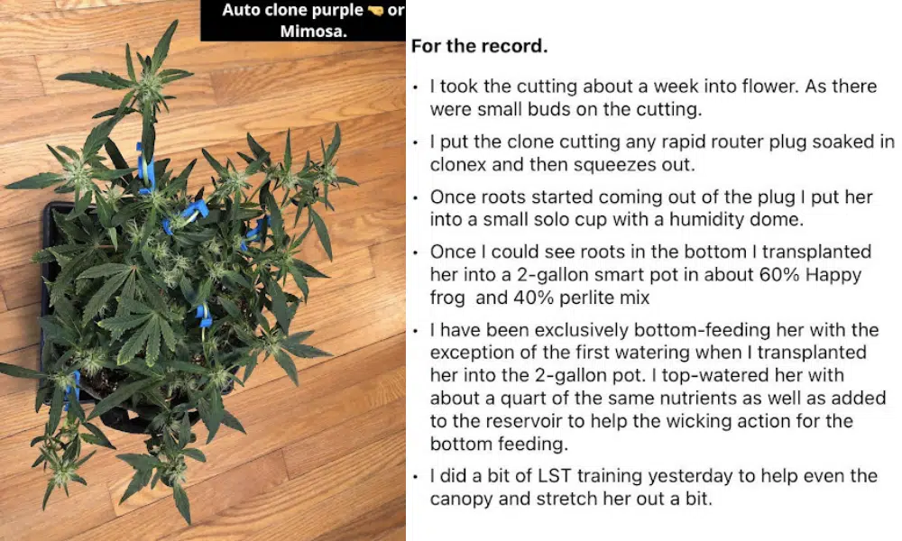 successful attempt of cloning autoflowers | The Seed Fair successful attempt of cloning autoflowers