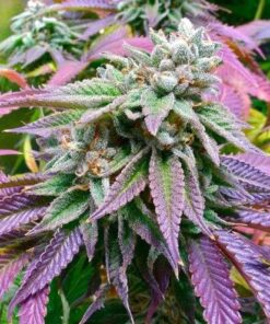 Sunset Sherbet Seeds | Sunset Sherbet Strain Feminized | The Seed Fair