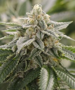 CBD Super Lemon 1 to 1 Feminized Cannabis Seeds | CBD Super Lemon | The Seed Fair