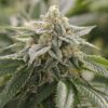 Super Lemon Haze Seeds | Super Lemon Haze Strain Feminized | The Seed Fair