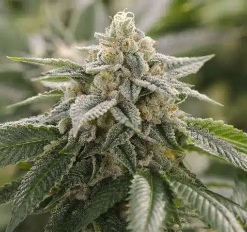 Super Lemon Haze Seeds | Super Lemon Haze Strain Feminized | The Seed Fair