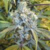 CBD Super Silver Haze 1 to 1 Feminized Cannabis Seeds | The Seed Fair