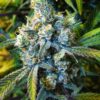 Super Silver Haze Auto-Flowering Cannabis Seeds | Super Silver Strain | The Seed Fair