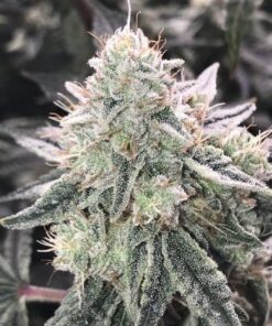 Super Skunk Auto-Flowering Cannabis Seeds | Super Skunk Strain | The Seed Fair