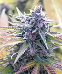 Sweet Tooth Auto-Flowering Cannabis Seeds | Sweet Tooth Strain | The Seed Fair