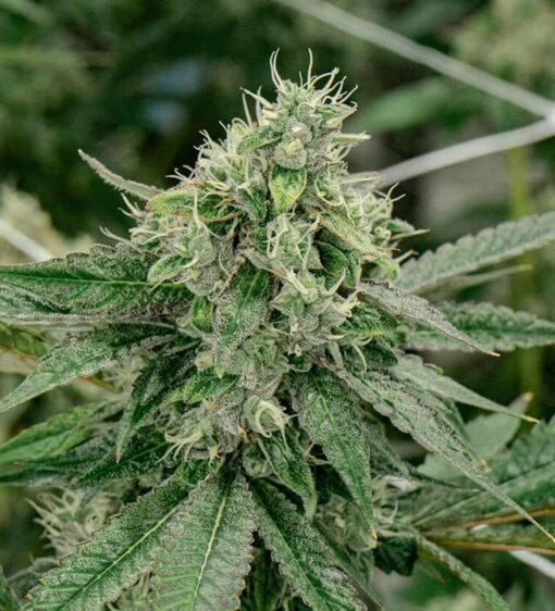 Triple XL Auto-Flowering Cannabis Seeds | Triple XL Strain | The Seed Fair