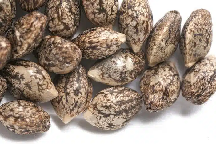 How To Tell If a Weed Seed Is Good? | How to Identify Good Seeds | The Seed Fair