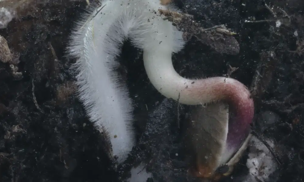 a germinated autoflower seed