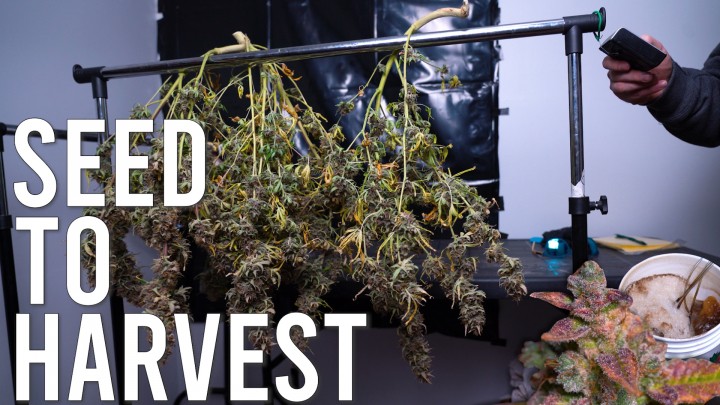 When To Harvest Autoflower | Our Guide On Growing Autoflowers | The Seed Fair