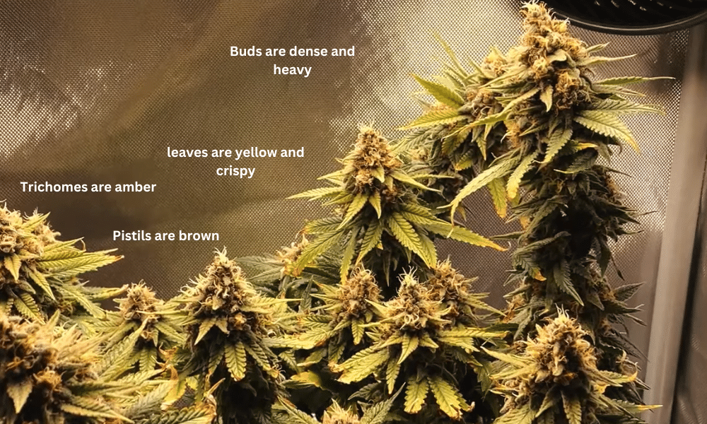 10 weeks old autoflower picture