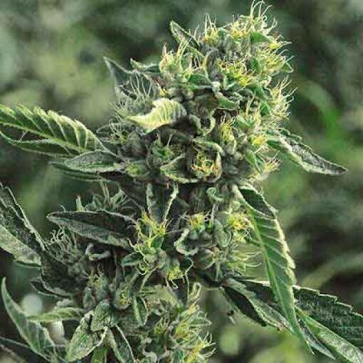 $100 OG Feminized Cannabis Seeds | $100 OG Strain | The Seed Fair