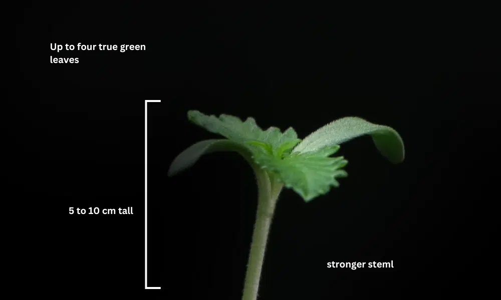 2 weeks old autoflower picture