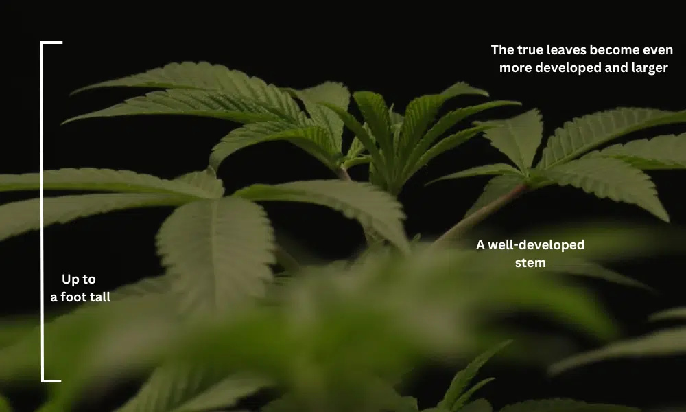 4 weeks old (28 days) autoflower picture