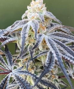 Alien Technology Regular Cannabis Seeds | Alien Technology Strain | The Seed Fair