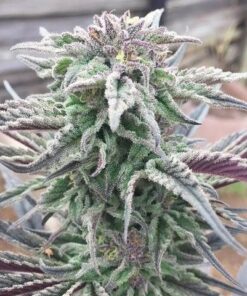 Berry White Feminized Cannabis Seeds | Berry White Strain | The Seed Fair