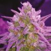 Critical Purple Autoflower Seeds | Feminized Critical Purple Strain | The Seed Fair