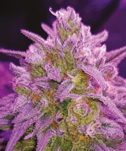 Critical Purple Autoflower Seeds | Feminized Critical Purple Strain | The Seed Fair
