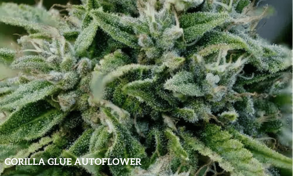 Gorilla Glue autoflower