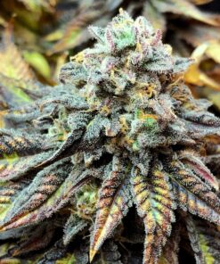 CBD Harlequin 1 to 18 Feminized Cannabis Seeds | CBD Harlequin Strain | The Seed Fair