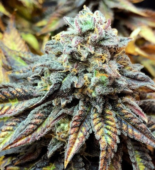 CBD Harlequin 1 to 18 Feminized Cannabis Seeds | CBD Harlequin Strain | The Seed Fair