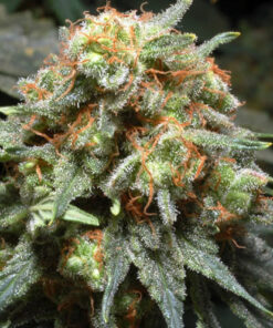 Herijuana Feminized Cannabis Seeds | Herijuana Strain | The Seed Fair