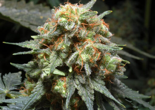 Herijuana Feminized Cannabis Seeds | Herijuana Strain | The Seed Fair