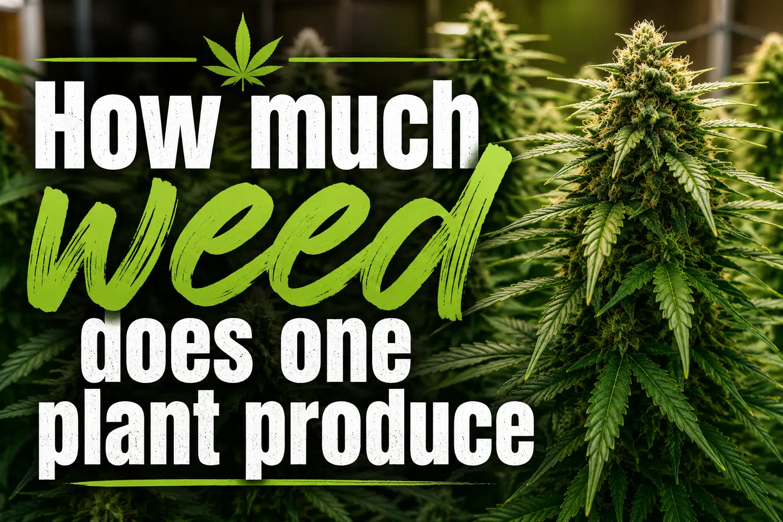 How Much Weed Does One Plant Produce