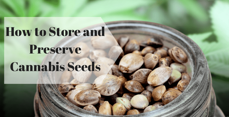 How to Store Marijuana Seeds | Our Guide On Preserving Your Seeds | The Seed Fair