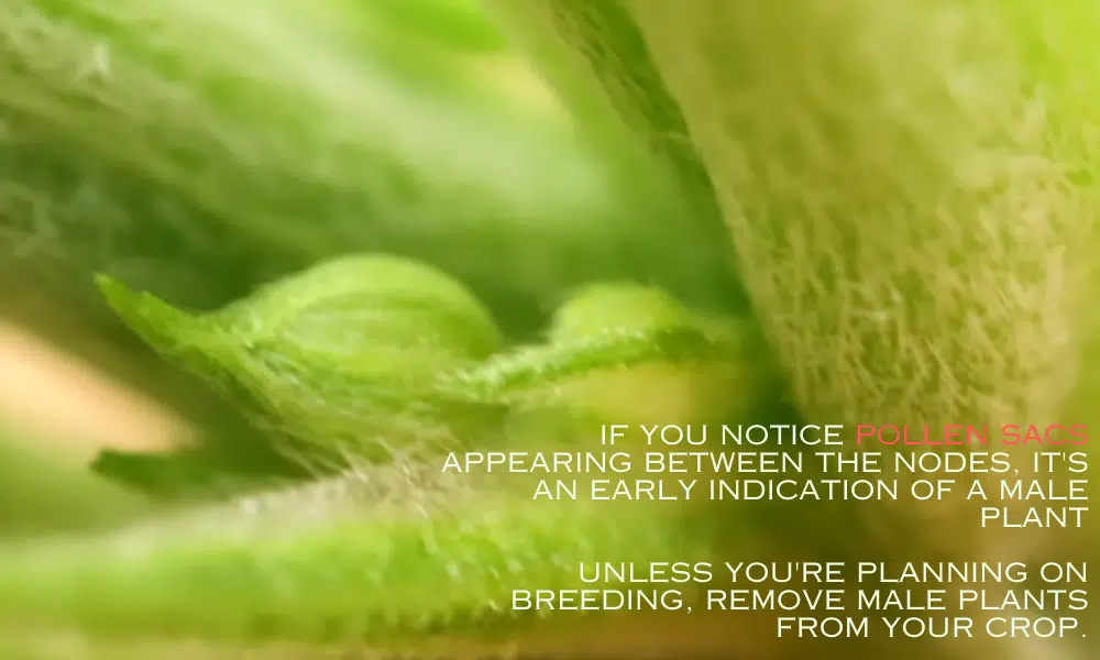 Male plants will start to develop pollen sacs between their nodes to spread pollen | The Seed Fair female plants will develop stigma between their nodes to catch the pollen