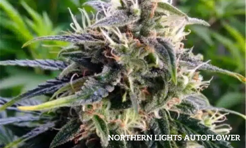 Northern lights autoflower | The Seed Fair northern lights auto