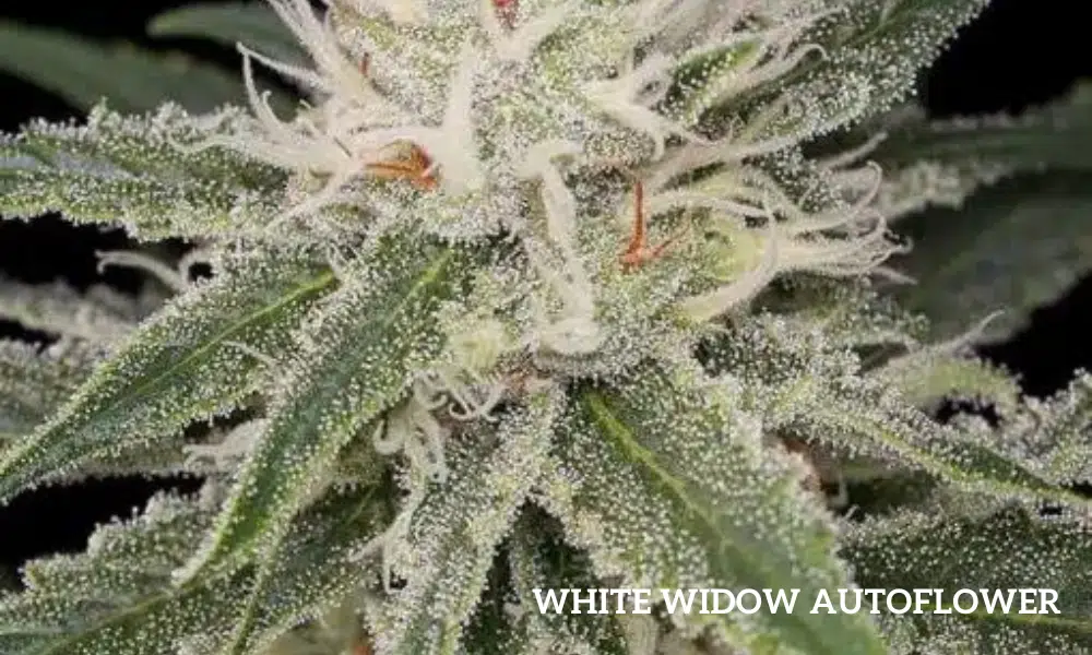 white widow auto
