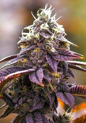 Pink Kush Seeds | Pink Kush Strain Feminized | The Seed Fair