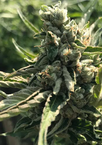 Skunk Kush Seeds | Skunk Kush Strain Feminized | The Seed Fair | The Seed Fair Skunk Kush Seeds | Skunk Kush Strain Feminized | The Seed Fair