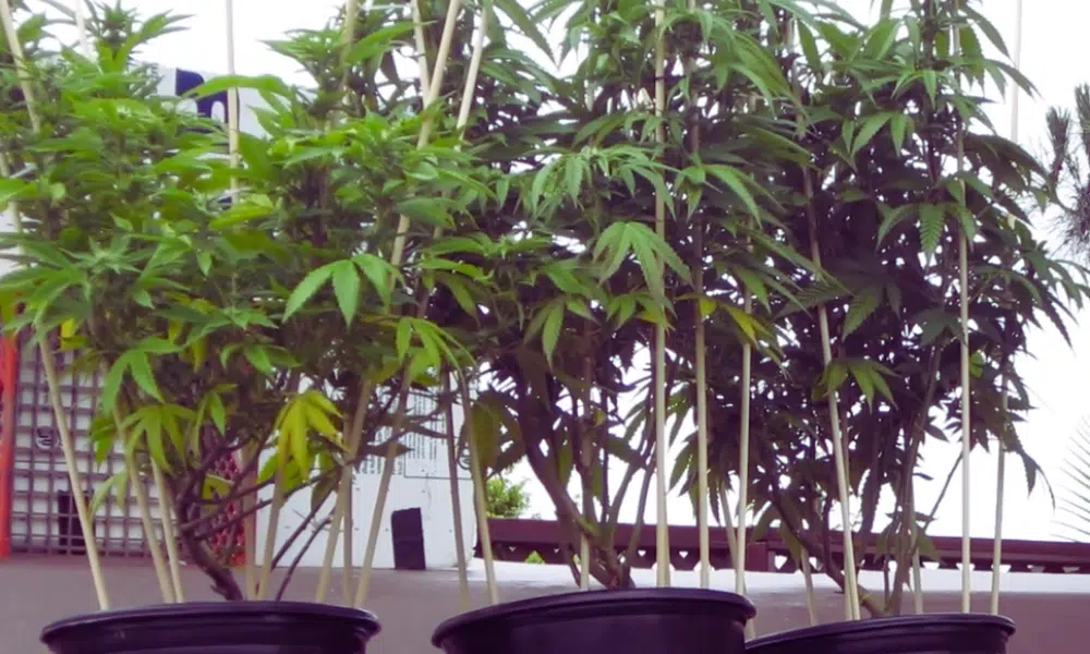 growing big buds with stacking | The Seed Fair growing big buds with stacking