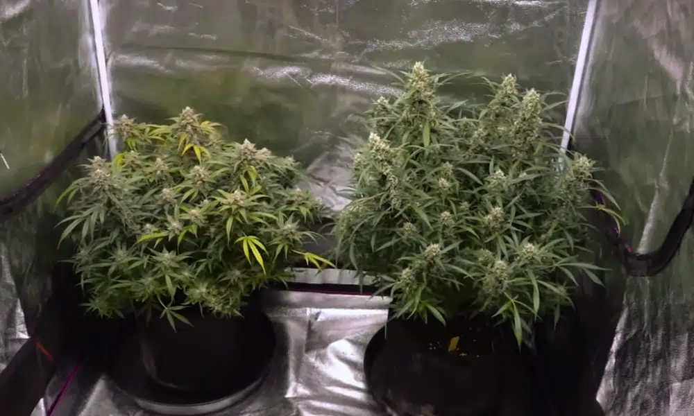 repotting | The Seed Fair how to maximize auto yields - do not repot