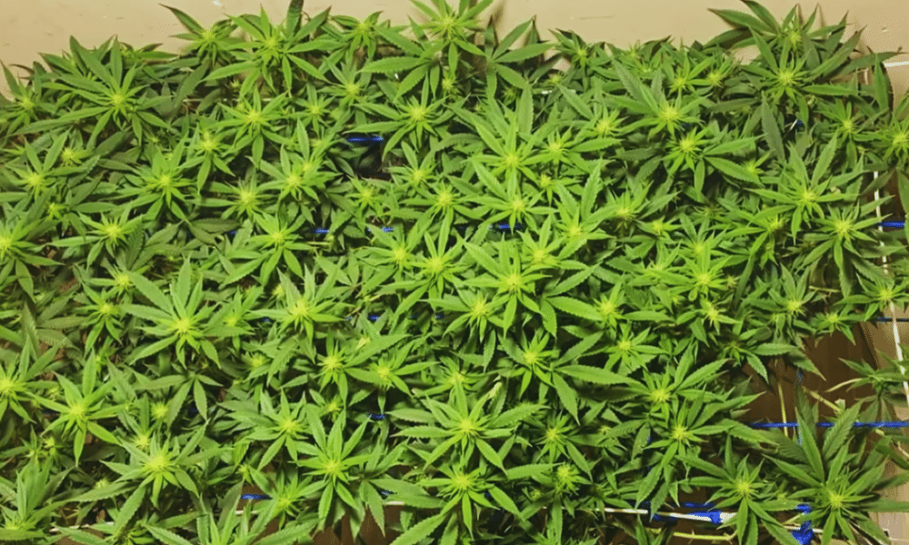 SCRoG-Beispiel zur Maximierung der Erträge von Autos