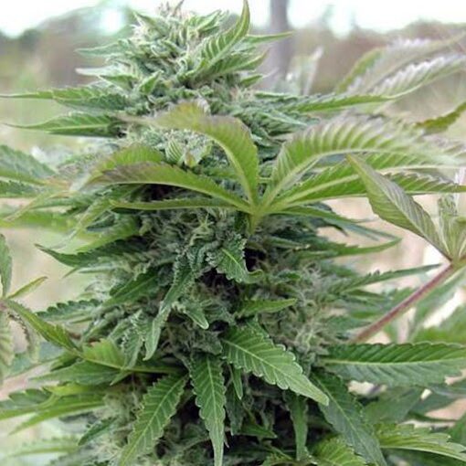 Afghan Auto Flower Seeds | Afghan Strain Feminized | The Seed Fair