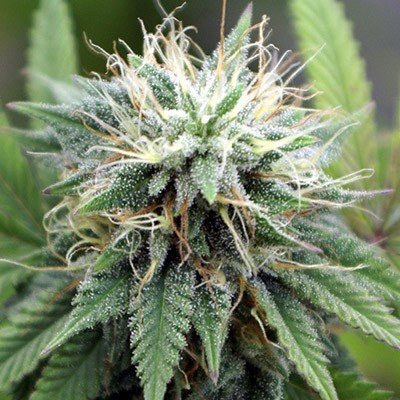 AK Auto Flower Seeds | AK Strain Feminized Seeds | The Seed Fair